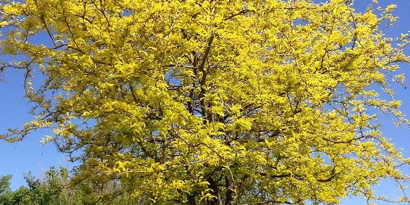 GLEDITSIA triacanthos - Févier d'Amérique sans épines doré 'Sunburst'.