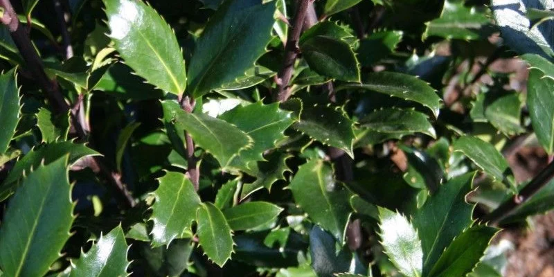 ILEX meserveae 'Heckenpracht'® - Houx 'Heckenpracht'®