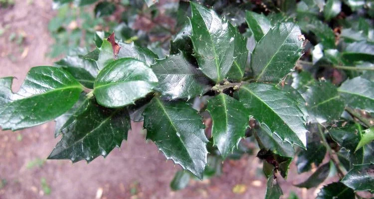 ILEX meserveae 'Heckenpracht'® - Houx 'Heckenpracht'®