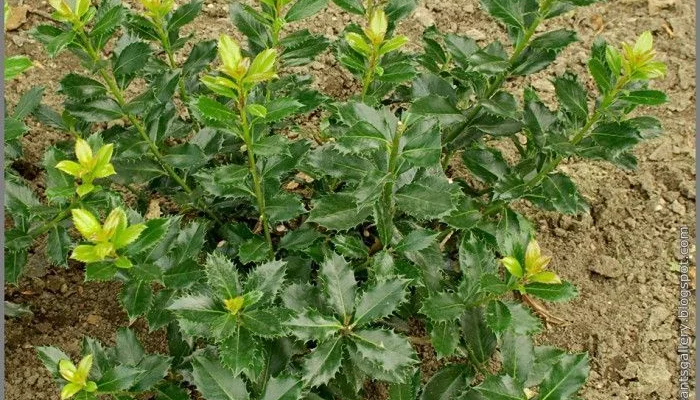 ILEX meserveae 'Heckenpracht'® - Houx 'Heckenpracht'®