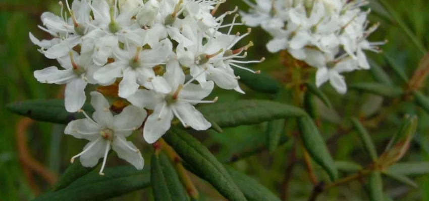 LEDUM groenlandicum 'Helma' - Thé du Labrador