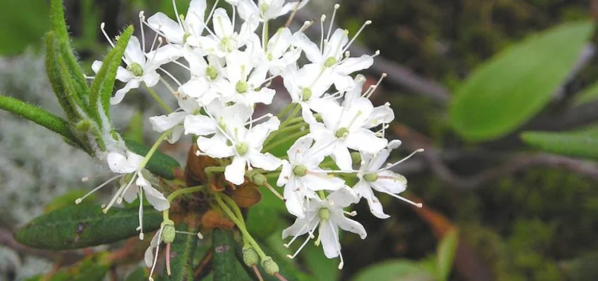 LEDUM groenlandicum 'Helma' - Thé du Labrador