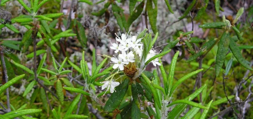 LEDUM groenlandicum 'Helma' - Thé du Labrador