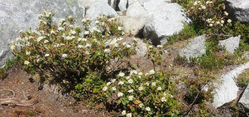 LEDUM groenlandicum 'Helma' - Thé du Labrador