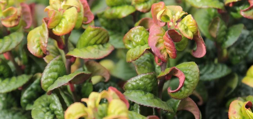 LEUCOTHOE axillaris 'Curly Red'®