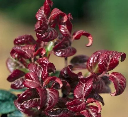 LEUCOTHOE axillaris 'Curly Red'®