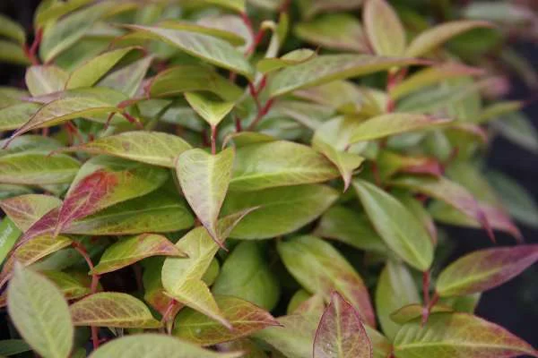 LEUCOTHOE 'Lovita'® - Arbuste nain au feuillage persistant