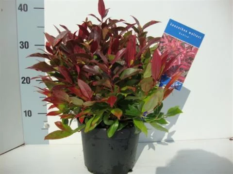 LEUCOTHOE 'Lovita'® - Arbuste nain au feuillage persistant