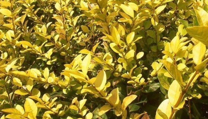 LIGUSTRUM ovalifolium 'Lemon and Lime' - Troène de Californie doré