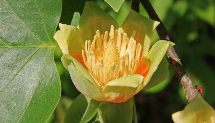 LIRIODENDRON tulipifera - Tulipier de Virginie