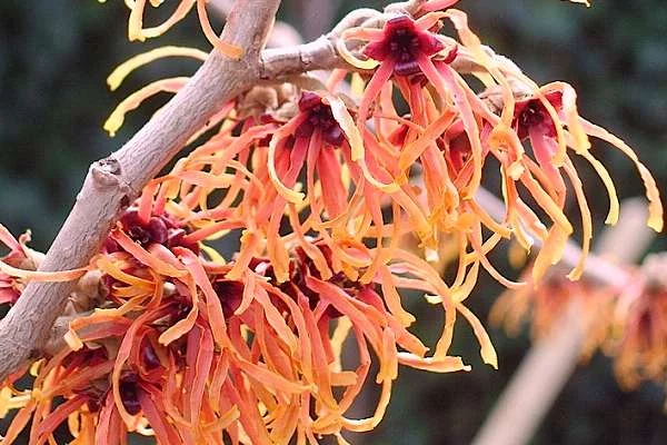 HAMAMELIS intermedia 'Feuerzauber' - Noisetier de sorcière 'Feuerzauber'