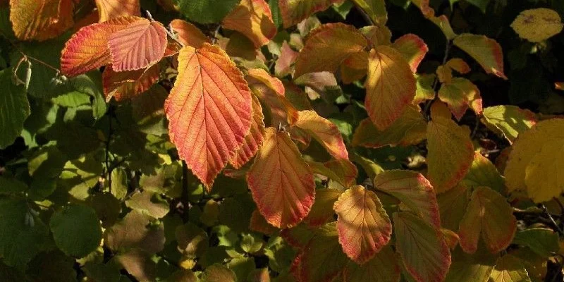 HAMAMELIS intermedia 'Feuerzauber' - Noisetier de sorcière 'Feuerzauber'