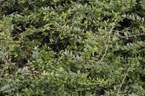 LONICERA nitida 'Lemon Beauty'