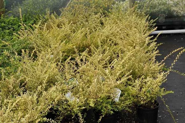 LONICERA nitida 'Lemon Beauty'