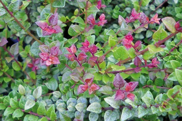 LONICERA nitida 'Red Tips'