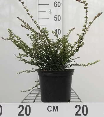 LONICERA nitida 'Red Tips'