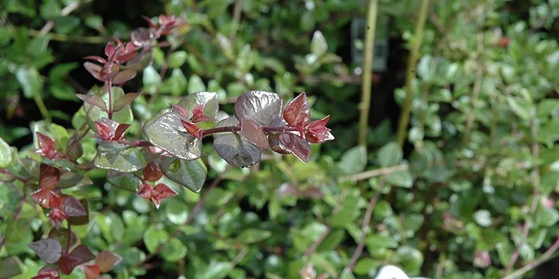 LONICERA nitida 'Red Tips'