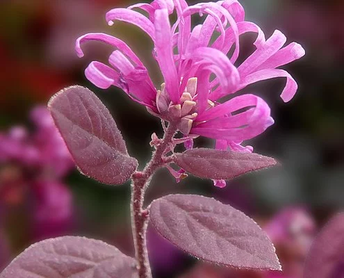 LOROPETALUM chinense 'Fire Dance'