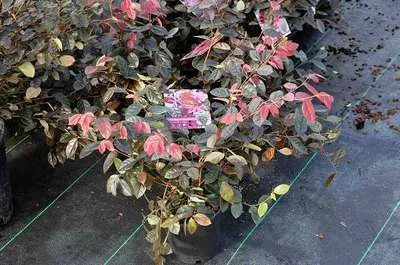 LOROPETALUM chinense 'Fire Dance'