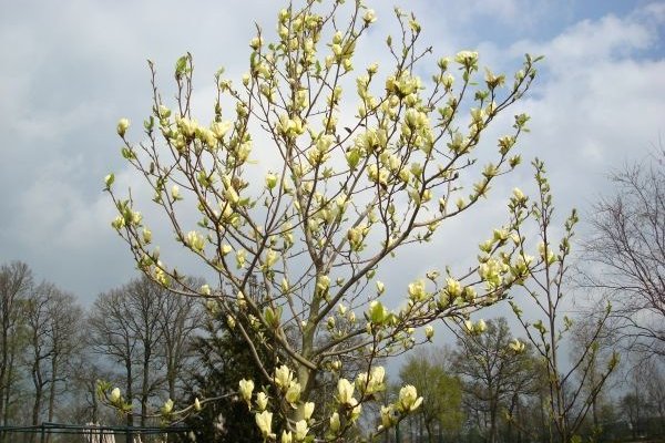 MAGNOLIA denudata 'Yellow River' - Magnolia jaune