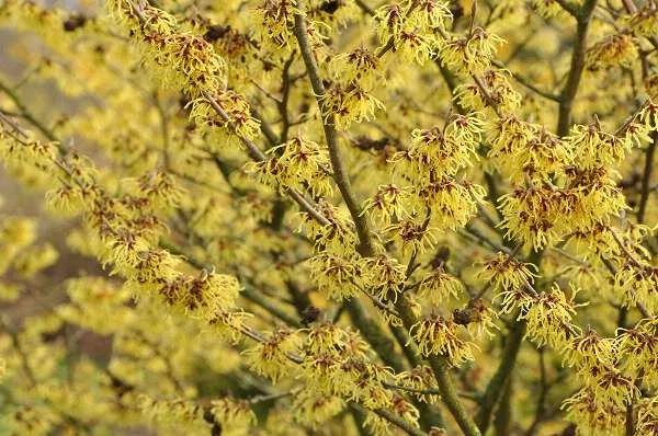 HAMAMELIS intermedia 'Arnold Promise' - Noisetier de sorcière 'Arnold Promise'