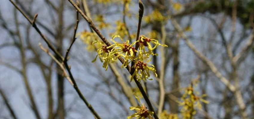 HAMAMELIS intermedia 'Arnold Promise' - Noisetier de sorcière 'Arnold Promise'