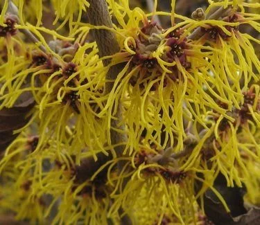 HAMAMELIS intermedia 'Barmstedt Gold' - Noisetier de sorcière 'Barmstedt Gold'