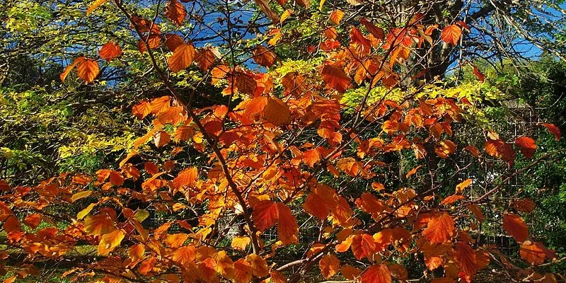 HAMAMELIS intermedia 'Barmstedt Gold' - Noisetier de sorcière 'Barmstedt Gold'