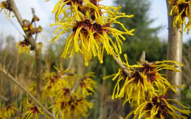 HAMAMELIS intermedia 'Barmstedt Gold' - Noisetier de sorcière 'Barmstedt Gold'