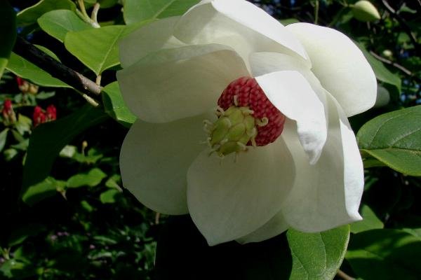 MAGNOLIA sieboldii - Magnolia d'été