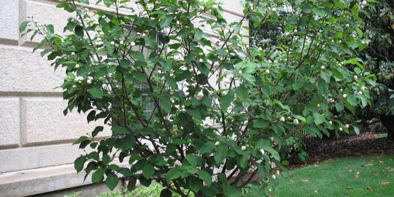 MAGNOLIA sieboldii - Magnolia d'été