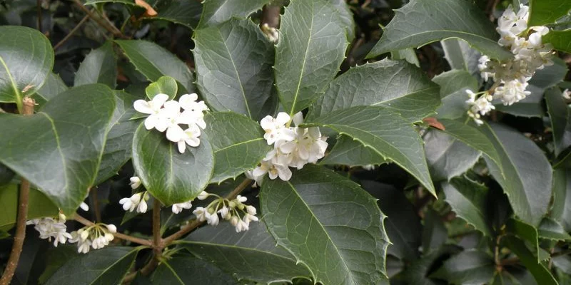 OSMANTHUS fortunei - Osmanthe aquifolium 'Latifolius'