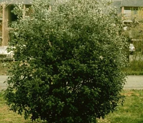 OSMANTHUS fortunei - Osmanthe aquifolium 'Latifolius'