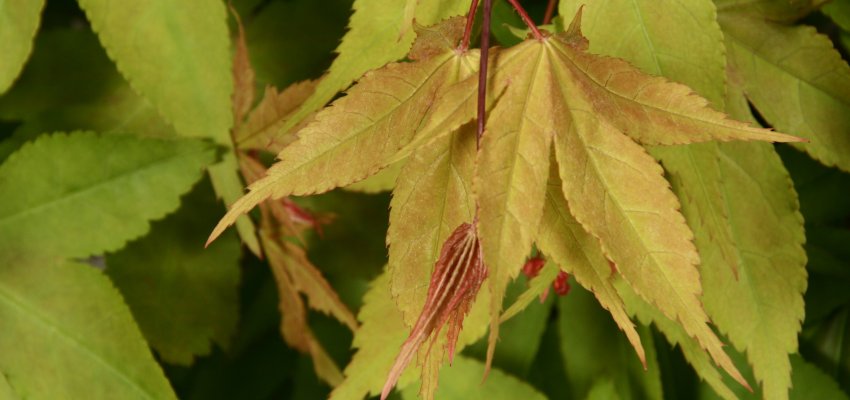 Érable du Japon 'Osakazuki' - Acer palmatum 'Osakazuki', érable japonais