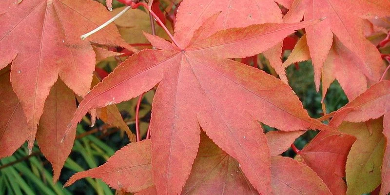 Érable du Japon 'Osakazuki' - Acer palmatum 'Osakazuki', érable japonais