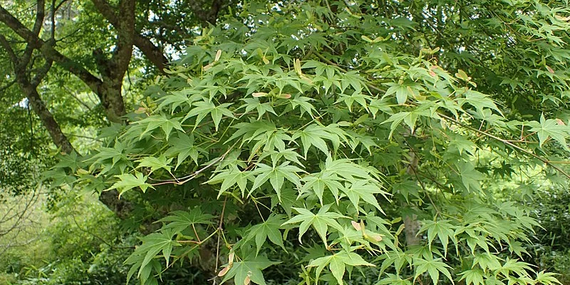 Érable du Japon 'Osakazuki' - Acer palmatum 'Osakazuki', érable japonais