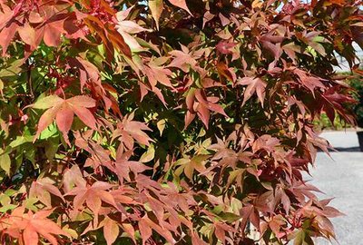 ACER palmatum 'Osakazuki' - Erable de japon