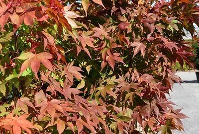 Érable du Japon 'Osakazuki' - Acer palmatum 'Osakazuki', érable japonais