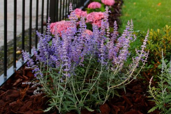 PEROVSKIA atriplicifolia 'Lacey Blue'® - Sauge de Sibérie naine