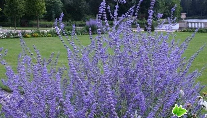 PEROVSKIA atriplicifolia 'Lacey Blue'® - Sauge de Sibérie naine