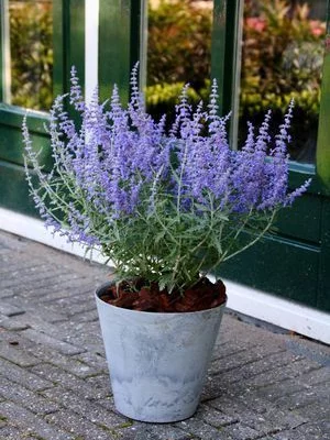 PEROVSKIA atriplicifolia 'Lacey Blue'® - Sauge de Sibérie naine