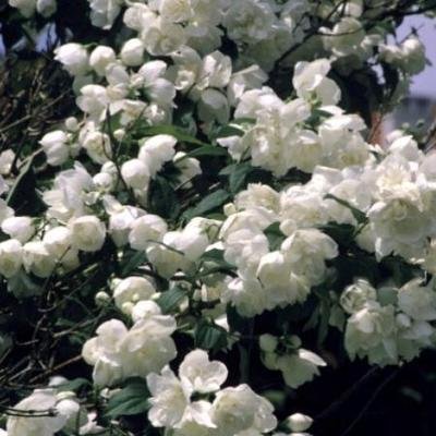 PHILADELPHUS 'Dame Blanche' - Seringat des jardins nain