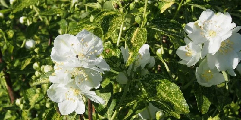 PHILADELPHUS 'Innocence' - Seringat 'Innocence'