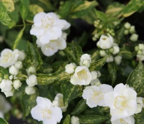 PHILADELPHUS 'Innocence' - Seringat 'Innocence'