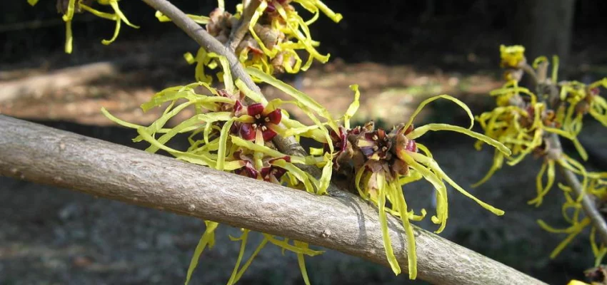 HAMAMELIS mollis 'Pallida'