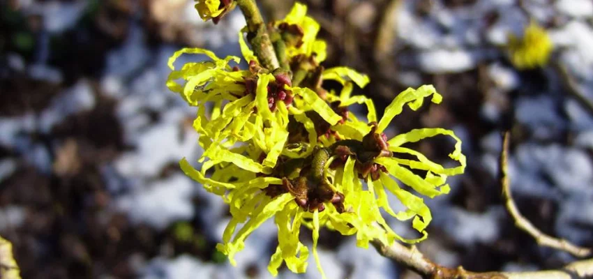 HAMAMELIS mollis 'Pallida'