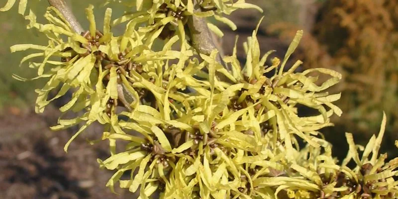 HAMAMELIS mollis 'Pallida'