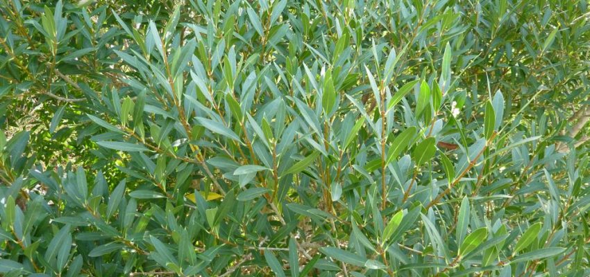 PHILLYREA angustifolia - Filaria angustfolia