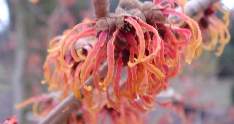 HAMAMELIS intermedia 'Jelena' - Noisetier de sorcière 'Jelena'