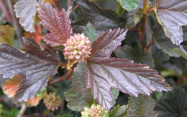 PHYSOCARPUS opulifolius 'Red Baron' - Physocarpe à feuillage pourpre